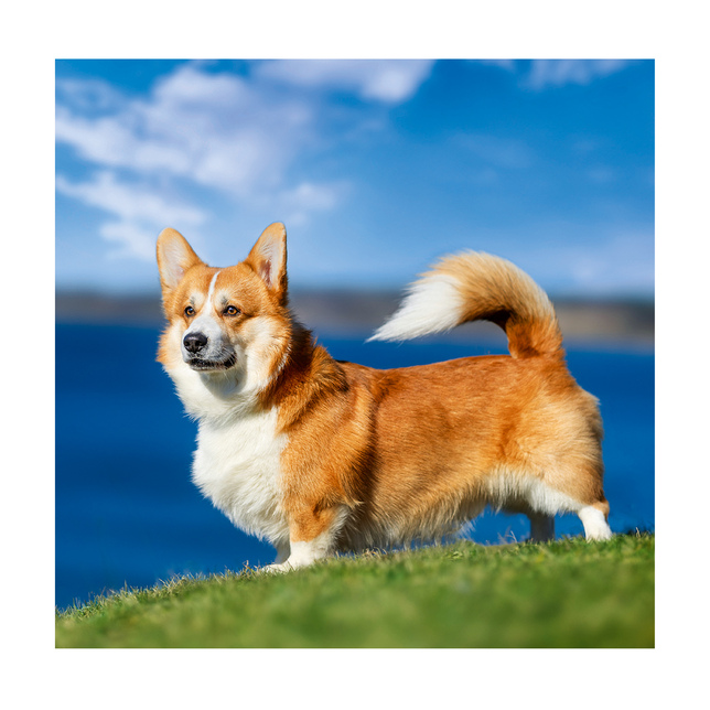 Závesný kalendár Dogs 2026