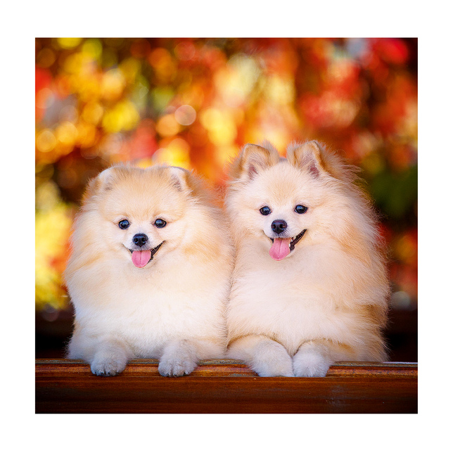 Závesný kalendár Dogs 2026